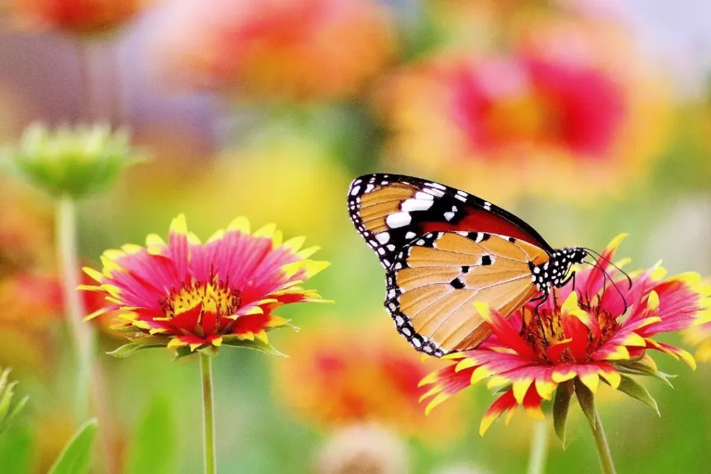 Conexión con la vida y la naturaleza